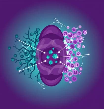 MLVs: Dual Role in Brain Metastases Offers Therapeutic Targets